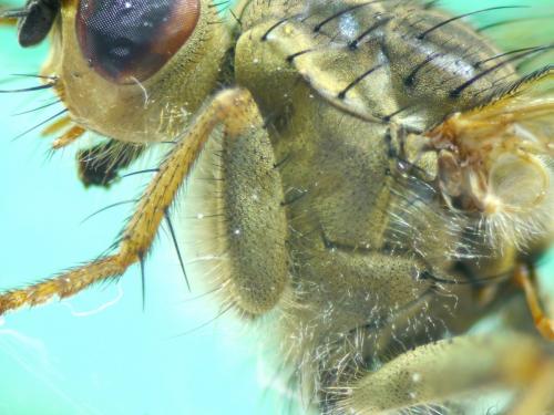 Scathophaga stercoraria